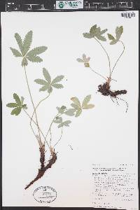Potentilla pulcherrima image