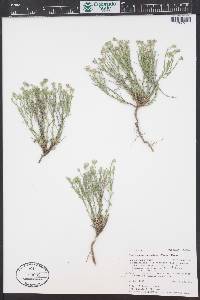 Chaetopappa ericoides image