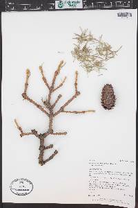 Picea engelmannii image
