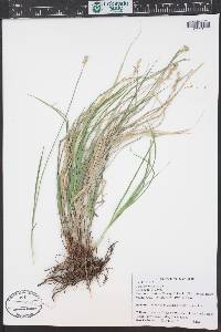 Carex praticola image
