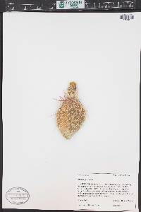 Opuntia polyacantha image