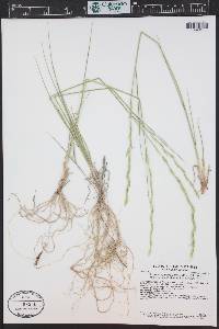 Pseudoroegneria spicata image