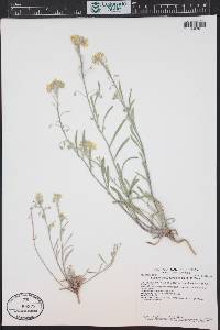 Physaria ludoviciana image