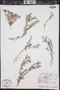 Cryptantha minima image