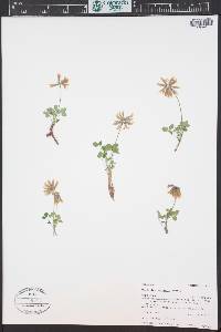 Trifolium haydenii image