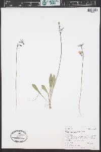 Dodecatheon conjugens image