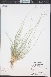 Triplasis purpurea image