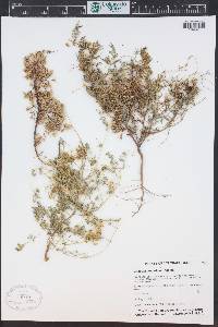 Cuscuta cuspidata image