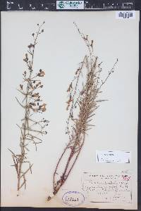 Penstemon triphyllus image