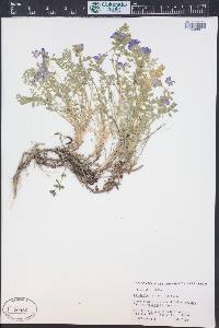 Polemonium pulcherrimum image
