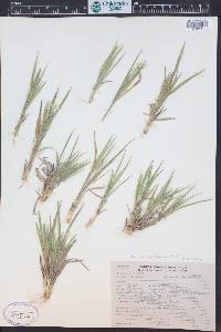 Dichanthelium linearifolium image