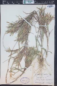 Dichanthelium scribnerianum image