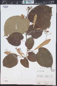 Tilia americana var. mexicana image