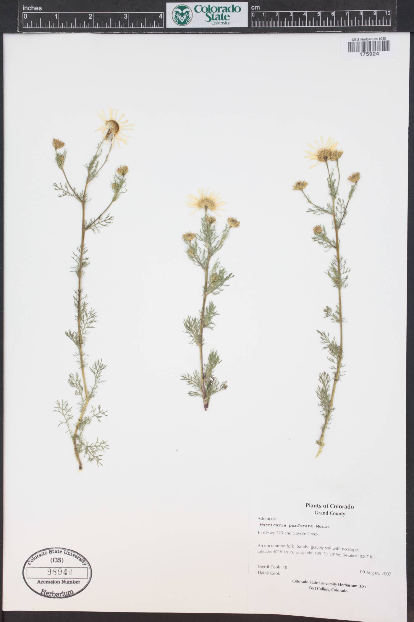 Tripleurospermum perforatum image