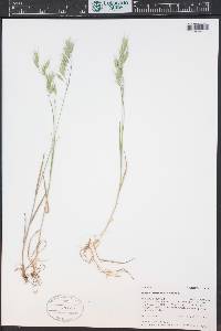 Bromus commutatus image