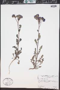 Phacelia crenulata image