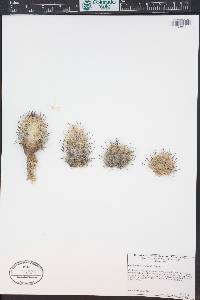 Mammillaria grahamii image