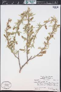 Salix gooddingii image
