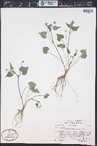 Viola canadensis var. scopulorum image