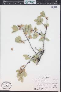 Quercus turbinella image