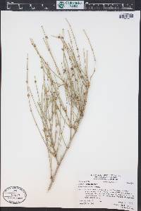 Ephedra torreyana image