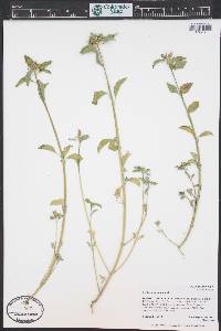 Euphorbia dentata image