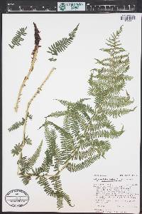 Athyrium asplenioides var. californicum image