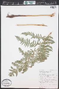 Pteridium aquilinum var. pubescens image