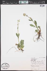 Valeriana acutiloba image