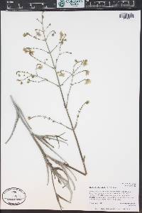 Mirabilis linearis image