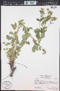 Geum aleppicum image