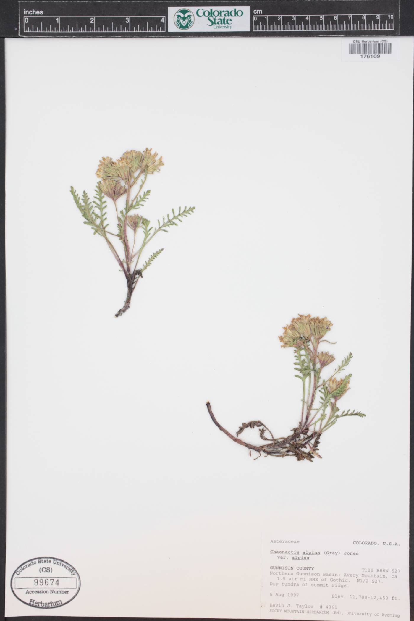 Chaenactis douglasii var. alpina image