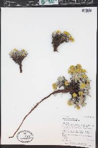 Eriogonum arcuatum image