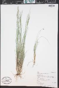 Piptatheropsis exigua image