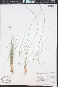 Piptatheropsis exigua image