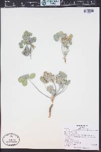 Pediomelum megalanthum image