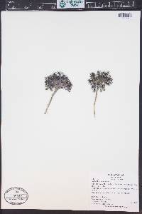 Crepis nana image