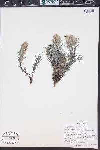 Castilleja puberula image