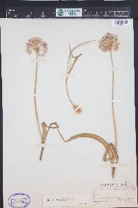 Allium douglasii image