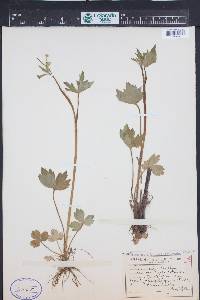 Ranunculus uncinatus image