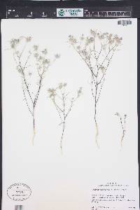 Eriastrum pluriflorum image