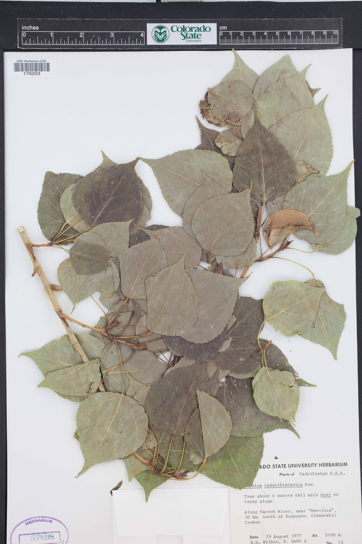 Populus afghanica image