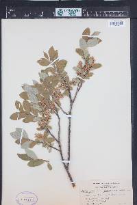 Salix orestera image