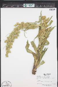 Frasera speciosa image