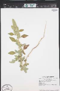 Amaranthus retroflexus image