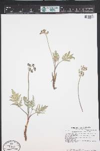 Lomatium orientale image