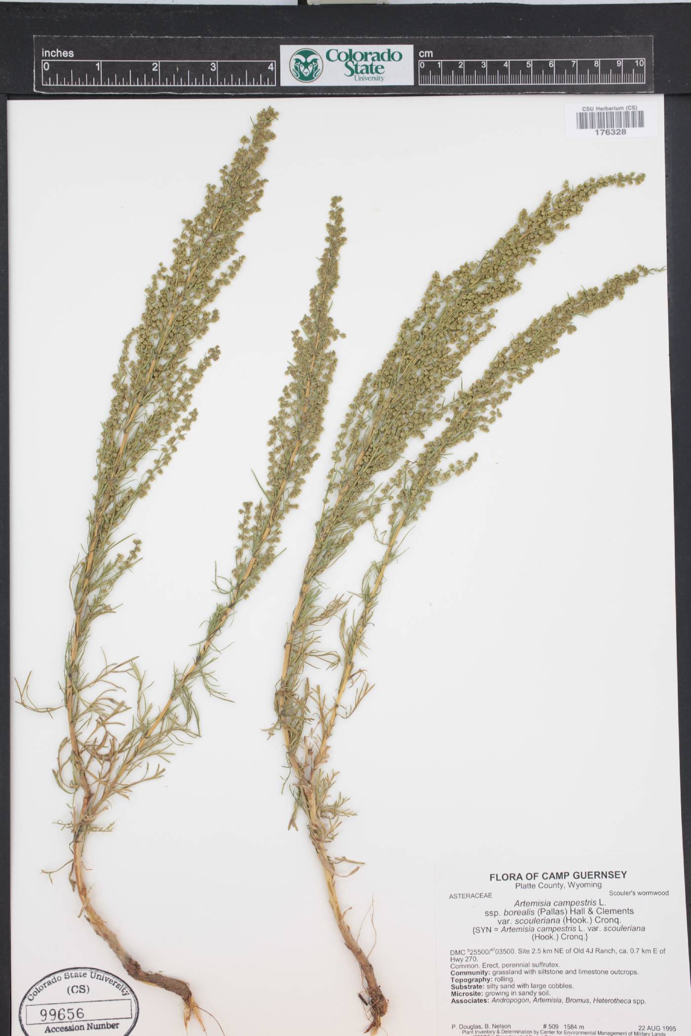 Artemisia borealis image