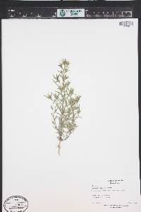 Collomia linearis image