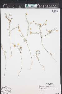 Linum pratense image