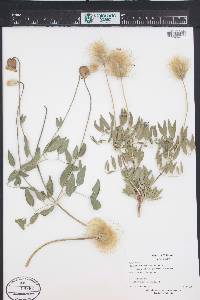 Clematis hirsutissima image